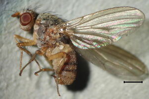 Meiosimyza pallidiventris