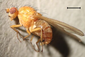 Meiosimyza subfasciata