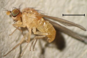 Sapromyza basalis