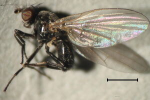 Sapromyza hyalinata
