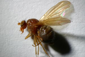 Sapromyza opaca