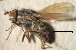 Sapromyza viciespunctata