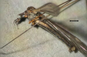 Dicranomyia sericata