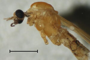 Molophilus crassipygus