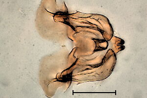 Paradelphomyia senilis