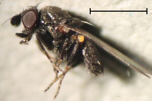 Milichiidae