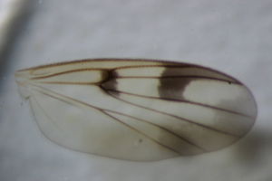 Mycetophila abiecta