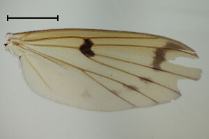 Mycetophila distigma
