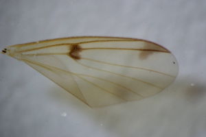 Mycetophila mohilevensis