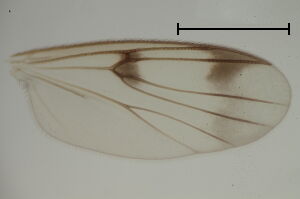 Mycetophila pictula
