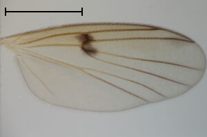 Mycetophila pumila