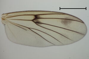 Mycetophila rudis