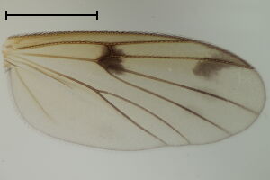 Mycetophila signatoides