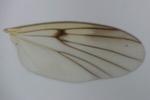 Mycetophila sordida