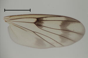 Mycetophila spectabilis