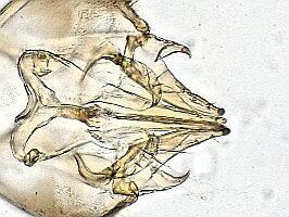 Mycomya cinerascens