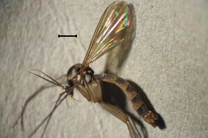 Synplasta gracilis