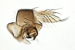 Megaselia albiclava