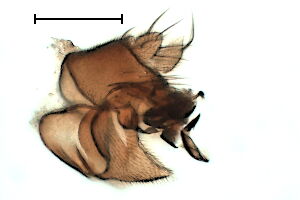 Megaselia brevicostalis