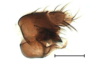 Megaselia curvicapilla