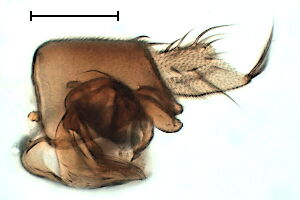 Megaselia elongata