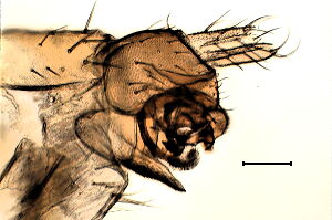 Megaselia lutea