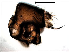 Megaselia mallochi