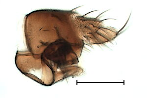 Megaselia manicata
