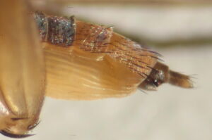 Megaselia melanocephala