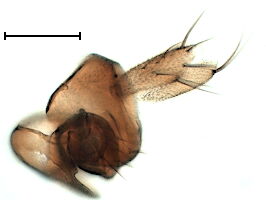 Megaselia nasoni