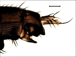 Megaselia nigriceps