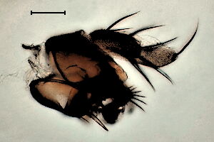 Megaselia plurispinulosa