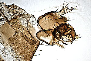 Megaselia pusilla