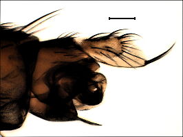 Megaselia ruficornis