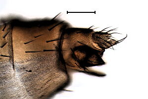 Megaselia spinolabella