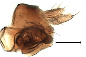 Megaselia sylvatica