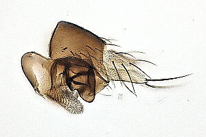 Megaselia tergata