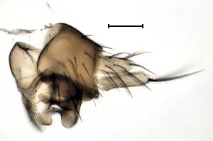 Megaselia variana