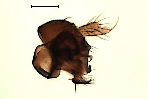 Megaselia verralli