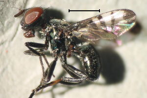 Platystomatidae