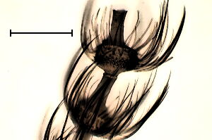 Paramormia polyscoidea