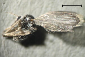 Satchelliella gracilis