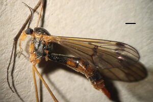 Ptychoptera albimana