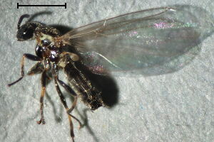 Scatopsidae