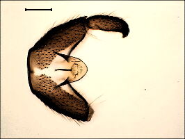 Bradysia fulvipes