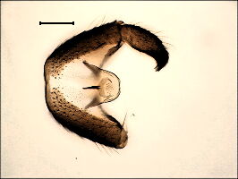 Bradysia fungicola