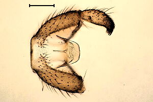 Bradysia scabricornis