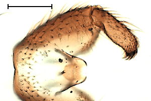 Bradysia tilicola