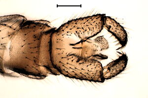 Corynoptera blanda