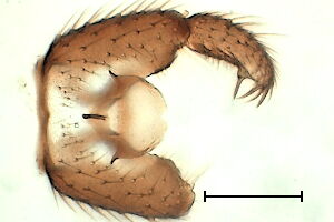 Corynoptera boletiphaga